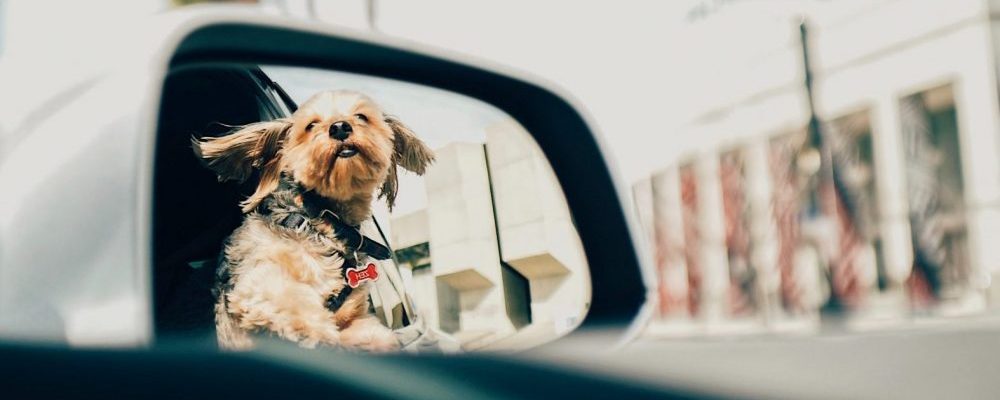 The Importance of protecting your pet falling out of the RV