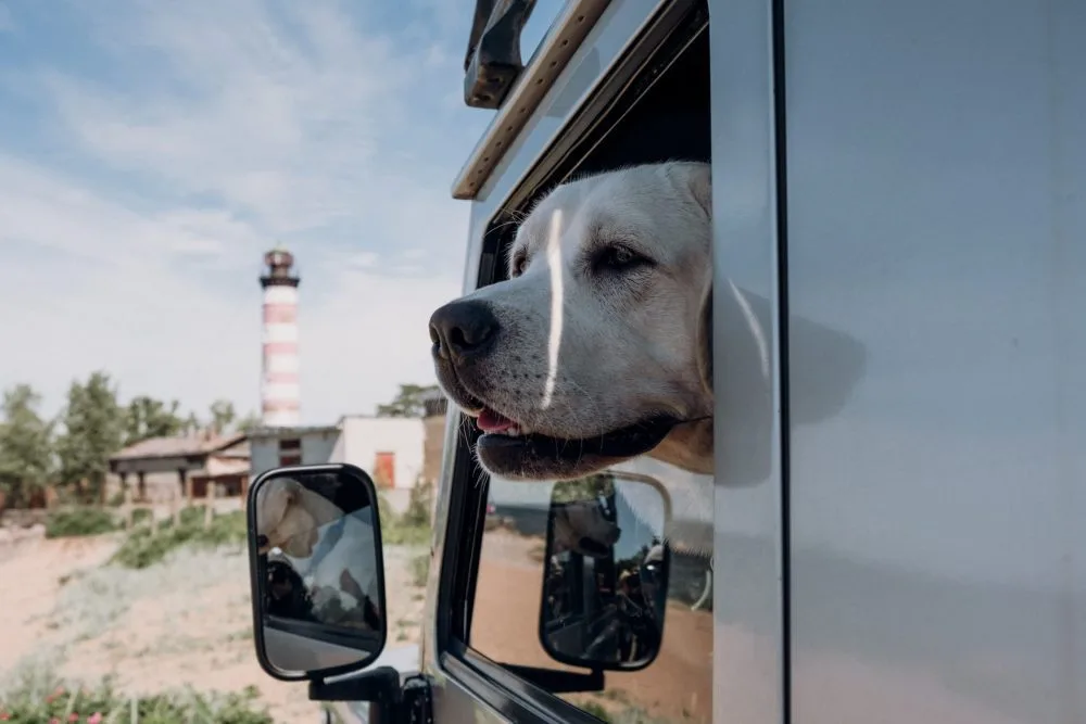 100+ Pet Friendly RV Rentals + Helpful Tips for Traveling With Your Pet